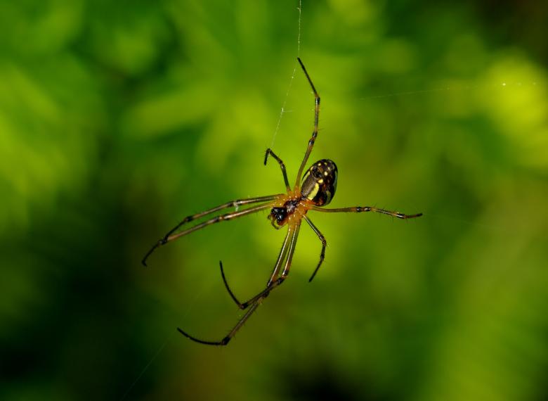 Free stock image of Wild Spider created by Pixabay