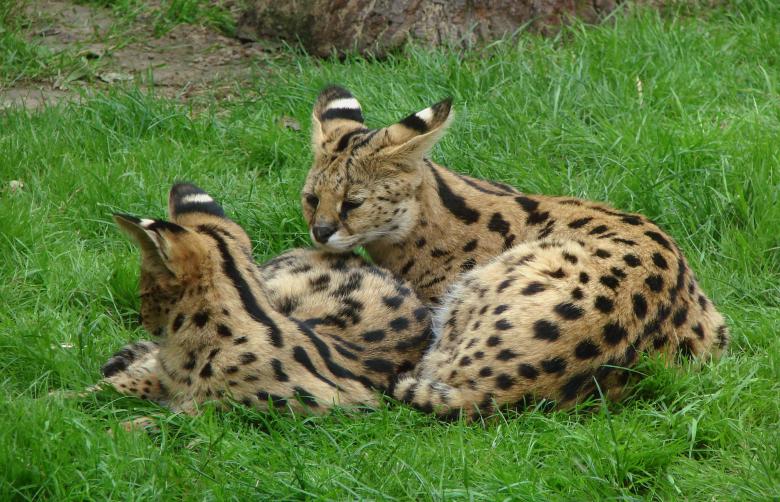 Free stock image of Two Servals created by Pixabay