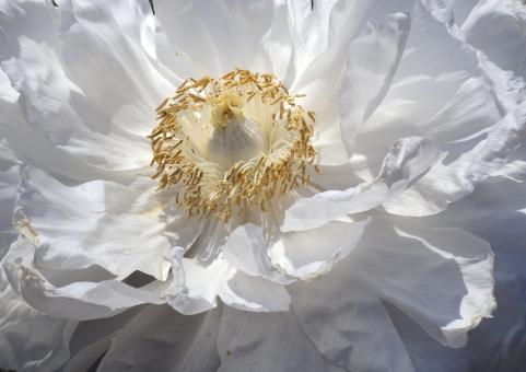 White Peony - Free Stock Photo