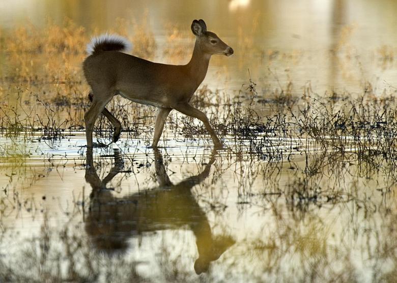 Free stock image of White Tailed Doe created by Pixabay