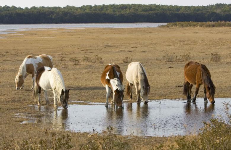Free stock image of Wild Ponies created by Pixabay