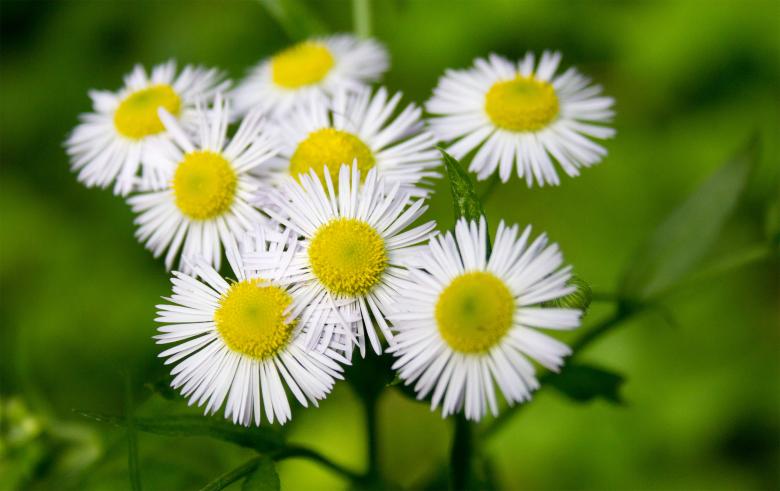 Free stock image of White flowers created by Alen