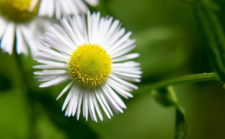Free stock image of Flower close up created by Alen