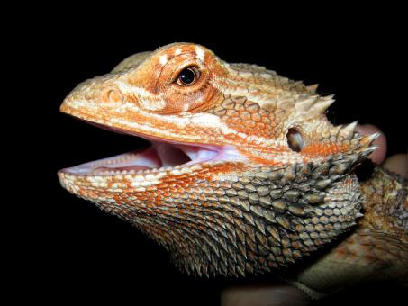 Bearded Dragon - Free Stock Photo