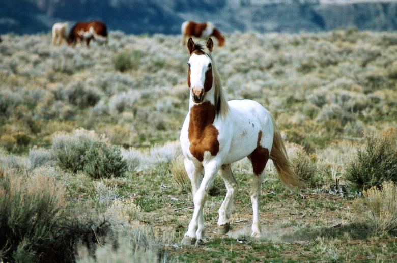 Free stock image of Feral Horse created by Pixabay