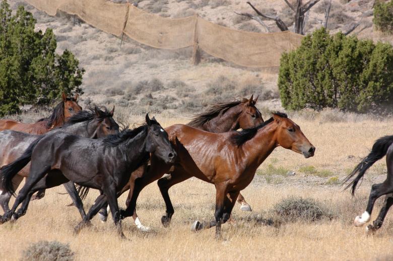 Free stock image of Feral Horses created by Pixabay