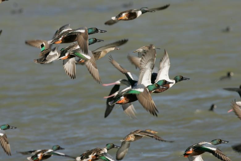 Free stock image of Flying Ducks created by Pixabay