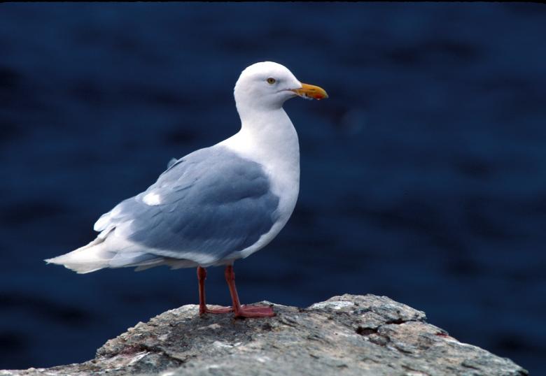 Free stock image of Glaucous Gull created by Pixabay