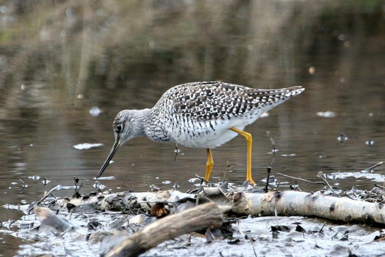 Free stock image of Bird Drinking Water created by Pixabay