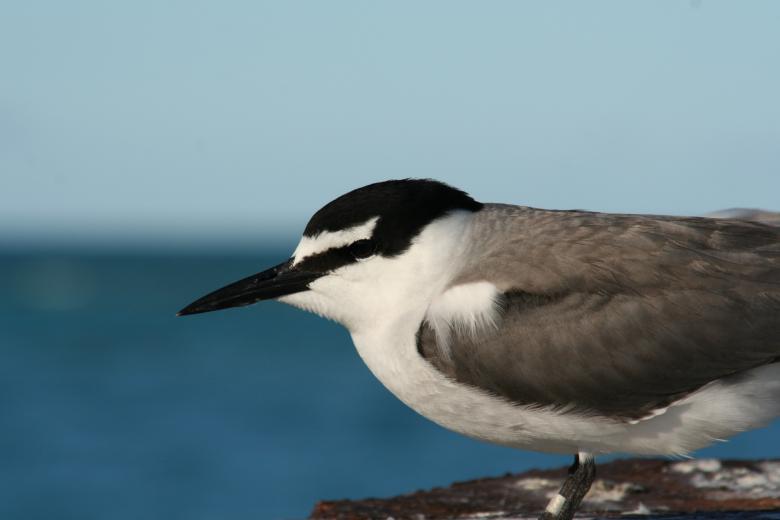 Free stock image of Grey Backed Tern created by Pixabay