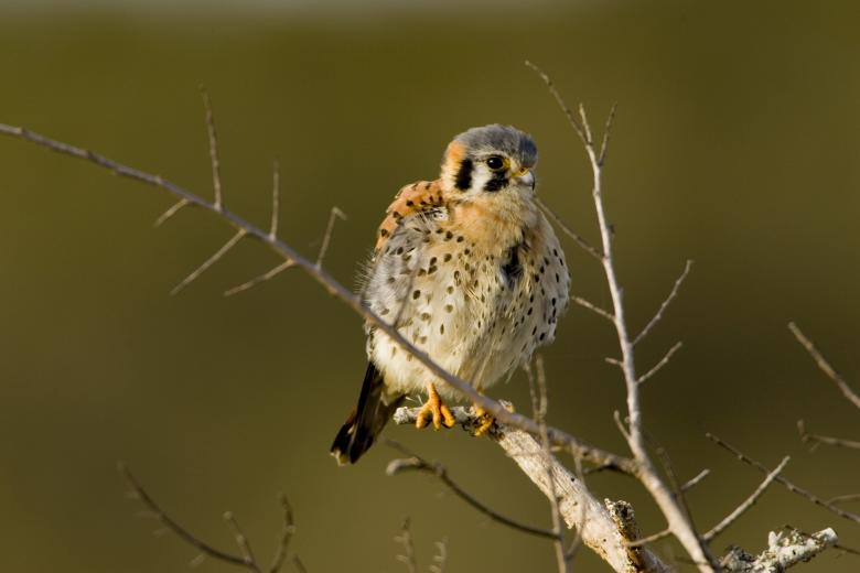 Free stock image of Kestrel on the Branch created by Pixabay
