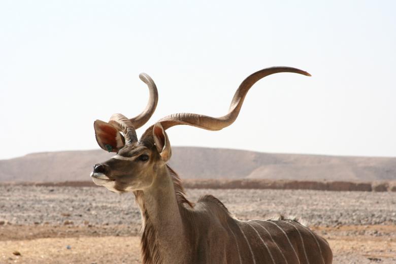 Free stock image of Kudu Antelope created by Pixabay