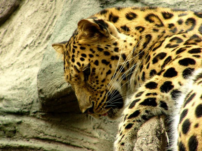 Free stock image of Wild Leopard created by Pixabay