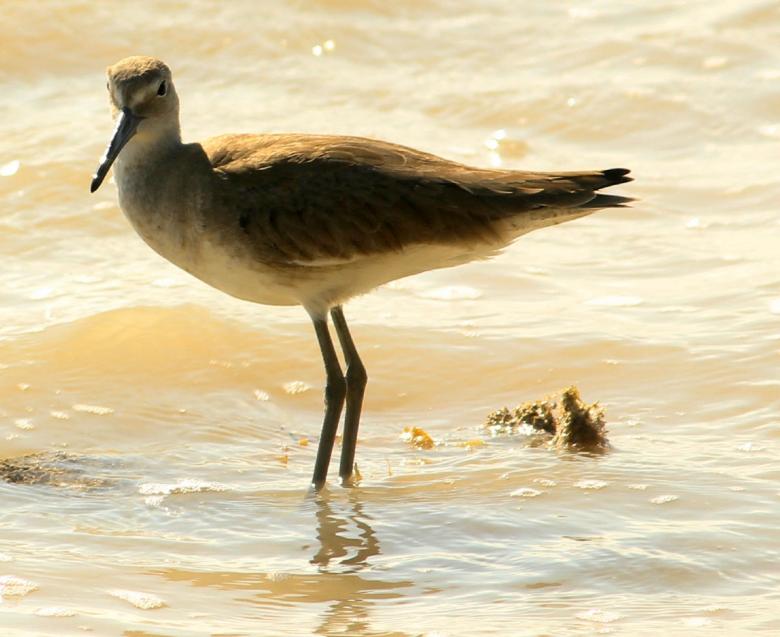 Free stock image of Bird in the Water created by Pixabay