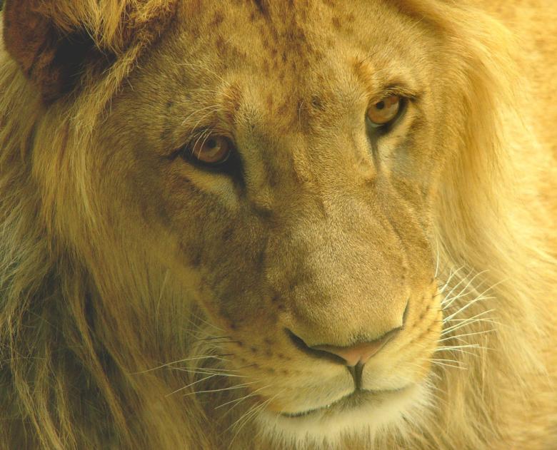 Free stock image of Wild Lion created by Pixabay