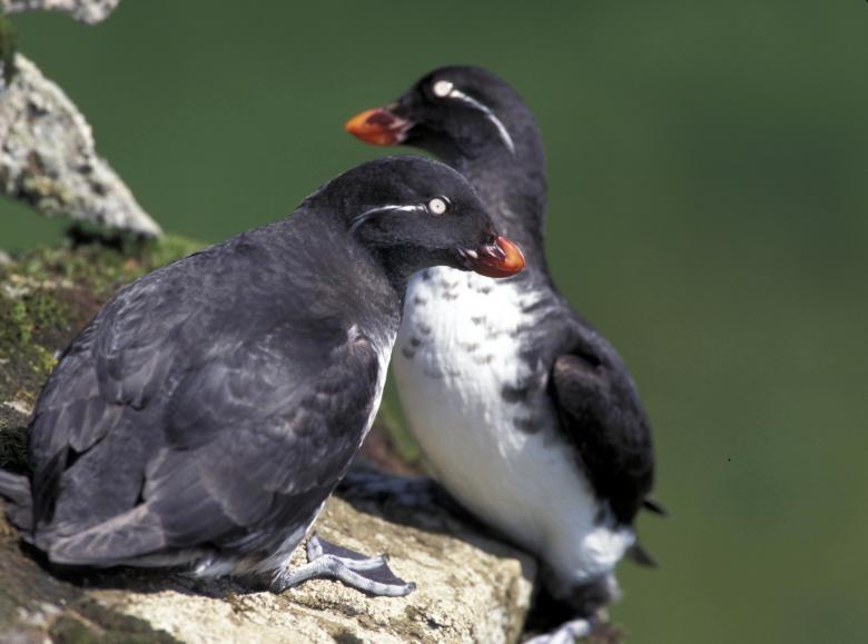 Free stock image of Parakeet Auklets created by Pixabay
