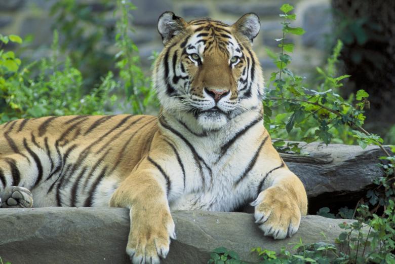 Free stock image of Siberian Tiger Resting created by Pixabay