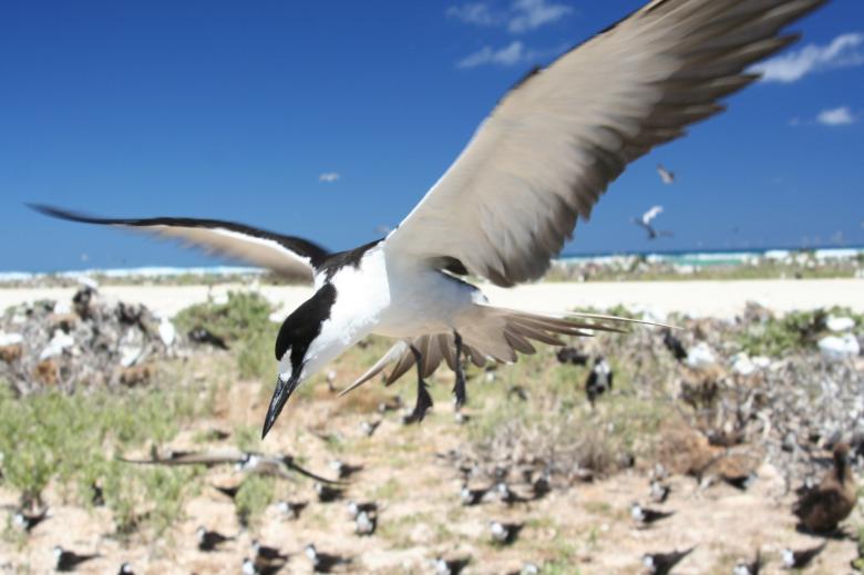 Free stock image of Sooty tern created by Pixabay