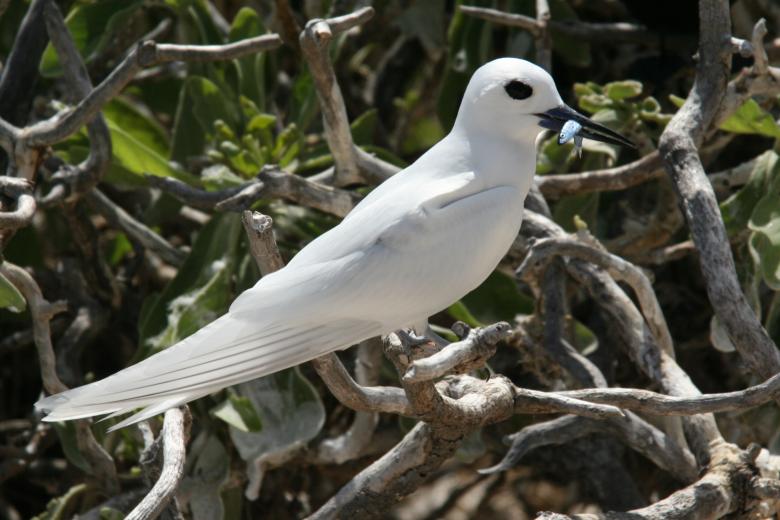 Free stock image of White Tern created by Pixabay