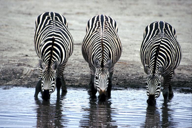 Free stock image of Zebras Drinking Water created by Pixabay