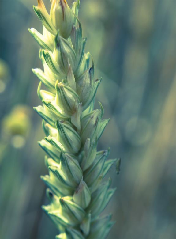 Free stock image of Young wheat created by Alen