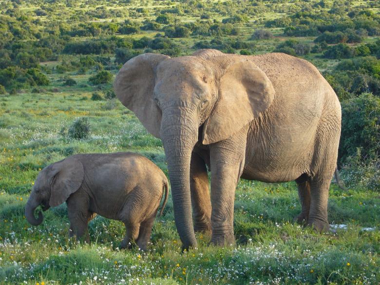 Free stock image of African Elephants created by Pixabay
