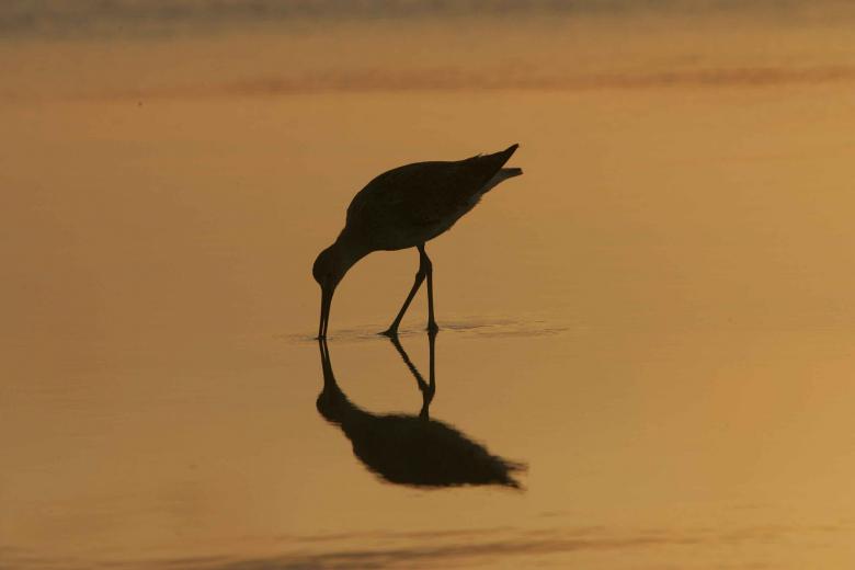 Free stock image of Bird Drinking Water created by Pixabay