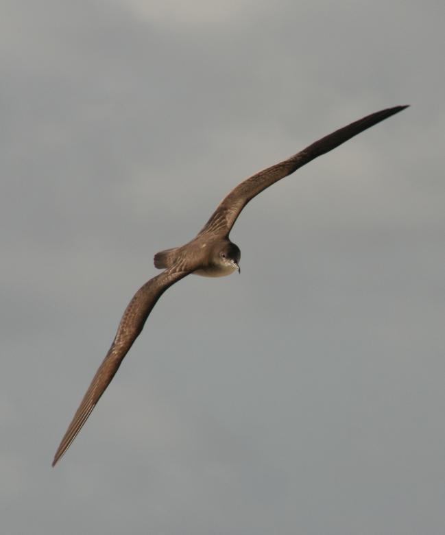 Free stock image of Bird Flying created by Pixabay
