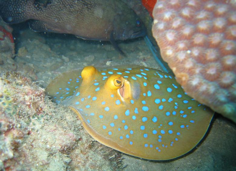 Free stock image of Blue Spotted Stingray created by Pixabay