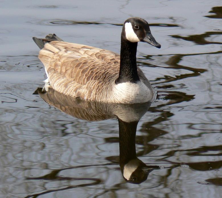 Free stock image of Canadian Goose created by Pixabay