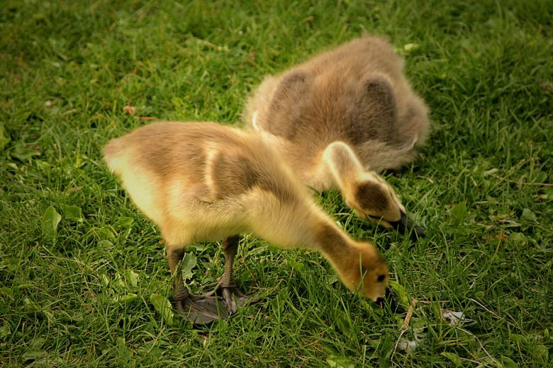 Free stock image of Geese Goslings created by Pixabay