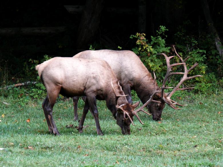 Free stock image of Wild Elks created by Pixabay