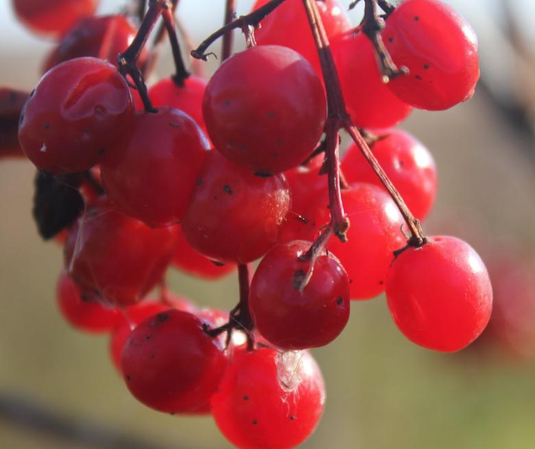 Free stock image of Fresh Grapes created by Pixabay