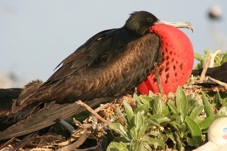 Free stock image of Great Figatebird created by Pixabay