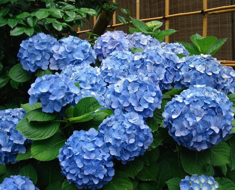 Free stock image of Hydrangea in the Garden created by Pixabay