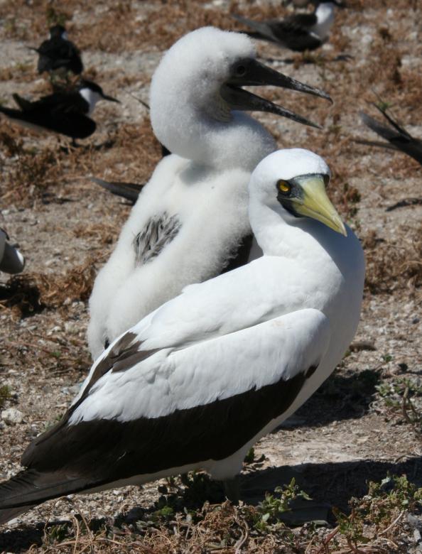 Free stock image of Masked Boobies created by Pixabay