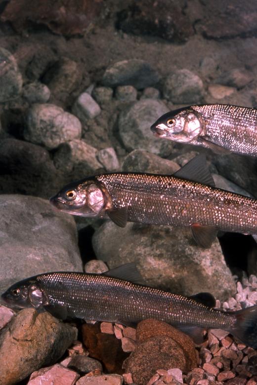 Free stock image of Mountain Whitefish created by Pixabay