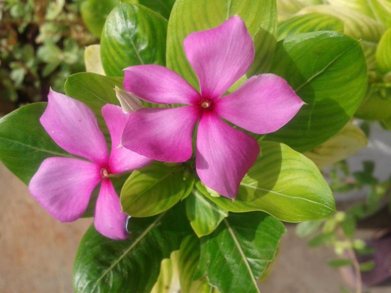 Free stock image of Fresh Periwinkle created by Pixabay