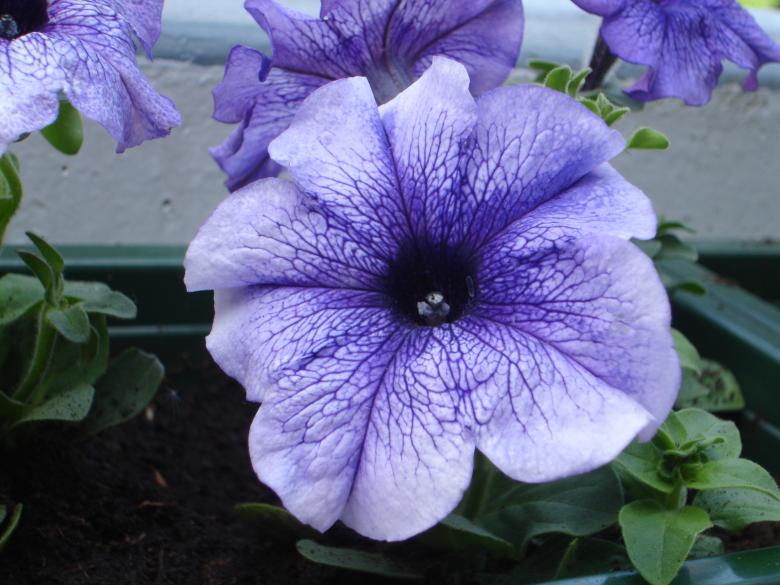 Free stock image of Petunia in the Garden created by Pixabay