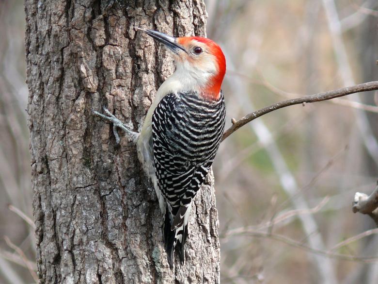 Free stock image of Red Bellied Woodpecker created by Pixabay