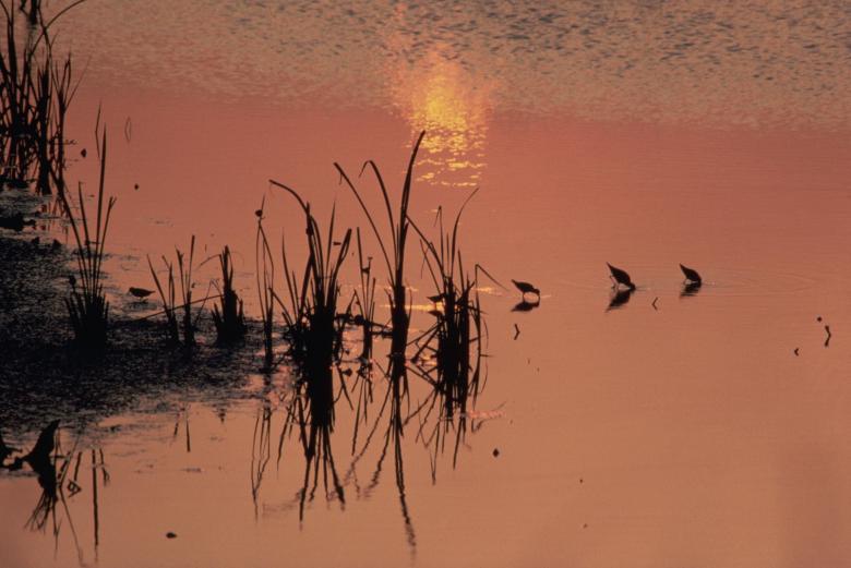 Free stock image of Sandpipers created by Pixabay