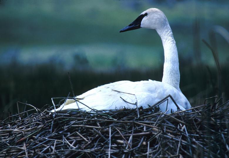 Free stock image of Trumpeter Swan created by Pixabay