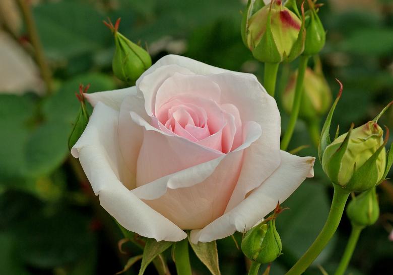 Free stock image of White Tea Rose created by Pixabay