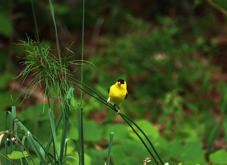Free stock image of Yellow Bird created by Vincent alvino