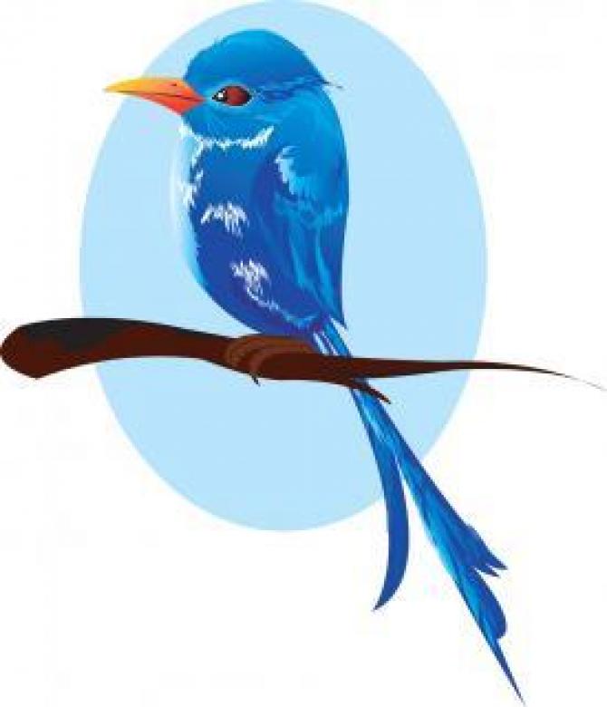 Free stock image of Blue Bird Vector Image created by maa illustrations