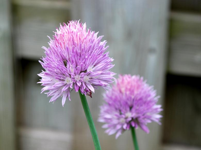 Free stock image of Chives Flowers created by Pixabay