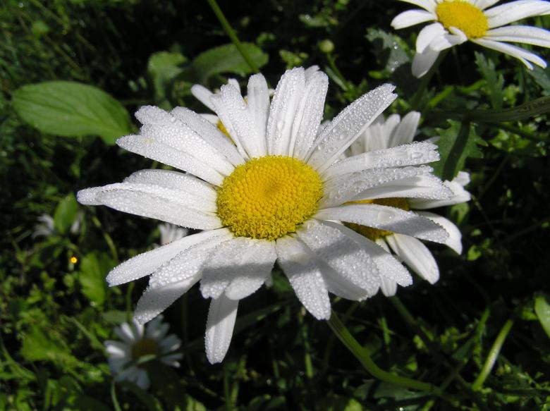 Free stock image of Fresh Daisy created by Pixabay