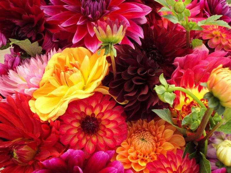 Free stock image of Flowers in the Garden created by Pixabay