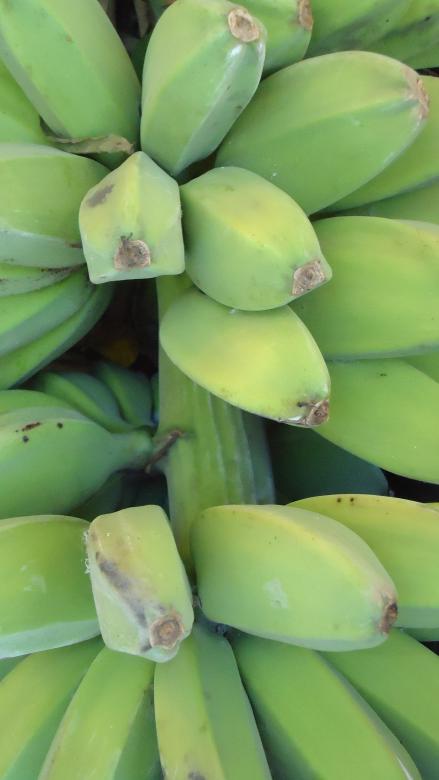 Free stock image of Green Bananas created by Pixabay