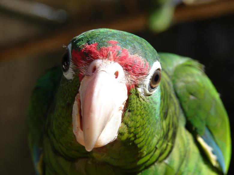 Free stock image of Parrot Upclose created by Pixabay